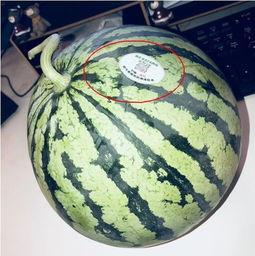 网红421吃瓜,揭秘娱乐圈背后的惊人真相