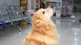 网红和金毛吃瓜,吃瓜群众的欢乐盛宴